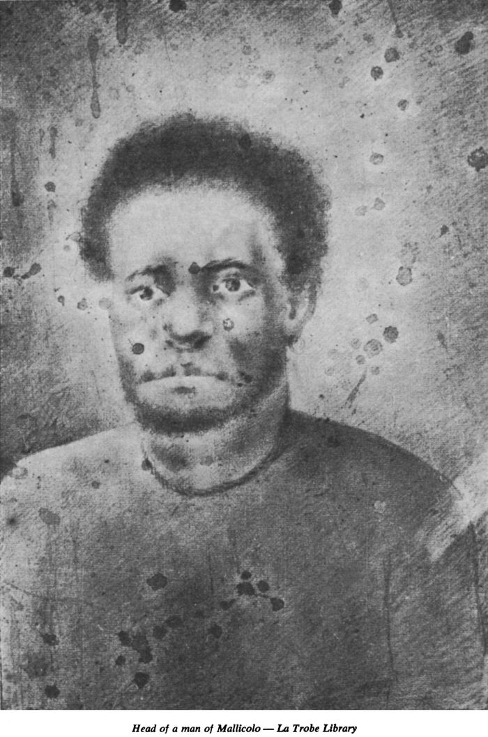 ‘Head of a man of Mallicolo.’ 54 cm x 37cm. Crayon drawing  by William Hodges 1744-1797 [crayon]